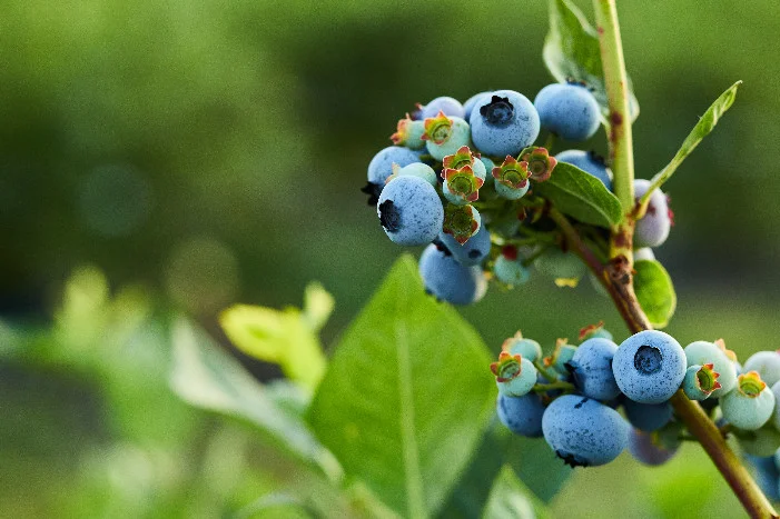 Nahaufnahme von reifen Blaubeeren, die an einem Strauch wachsen.